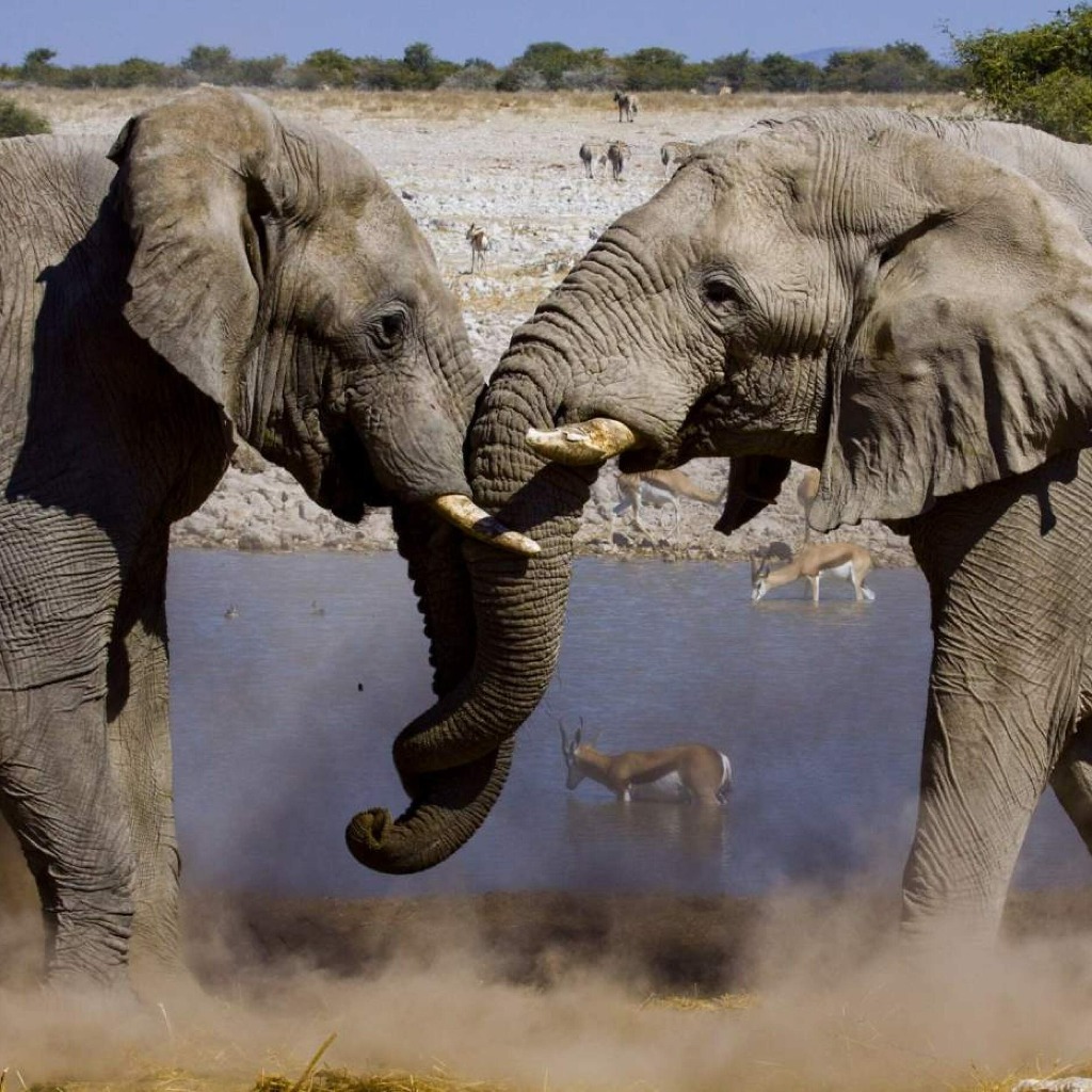 Erlebnis-Reisen Botswana, Etosha